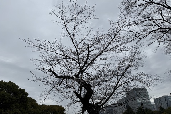 今年の桜は、早いです！